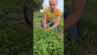 Black Nightshade solanum nigrum foraging nativeplants adventure explore nature herbs ideas [upl. by Hakan]