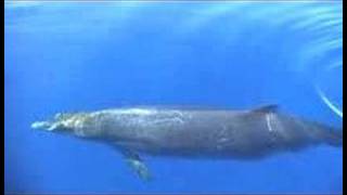 Blainville beaked whales [upl. by Pugh]