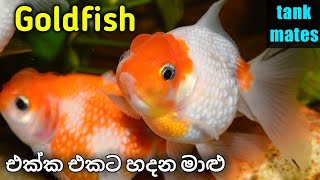 Goldfish Tank Mates in Sinhala [upl. by Cozza]