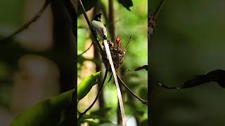 Paradise Flycatcher Nesting Behavior in 4K  Feeding Chicks shorts youtubeshorts shortsvideo [upl. by Dare]