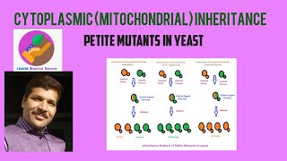 Cytoplasmic Inheritance or Mitochondrial Inheritance Petite Mutants in Yeast [upl. by Boynton]