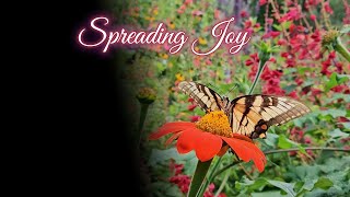 Spreading Joy One Flutter at a Time swallowtailbutterfly flowers youtube garden pollinators [upl. by Viking]