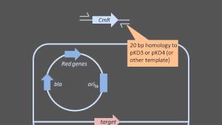 Homologous Recombination [upl. by Yarrum]