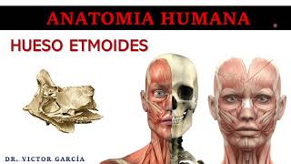 Hueso Etmoides  Anatomía Humana en Odontología [upl. by Proctor750]