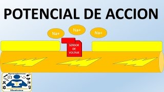 POTENCIAL DE ACCION [upl. by Carmelo]