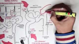 Pharmacology  Diuretics [upl. by Kristal]