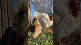 Silkie Rooster and Turkey🪶 [upl. by Malik345]