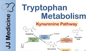 Tryptophan Metabolism Degradation and the Kynurenine Pathway [upl. by Euginimod119]