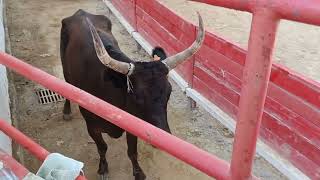 Taureau 🐂 qui saute et envole les planches course camarguaise Montfrin 70624 pas de son pb micro [upl. by Froma987]