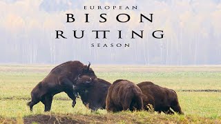 Rutting season of European Bisons Two pairs of bulls fight in the wild [upl. by Tiphane]