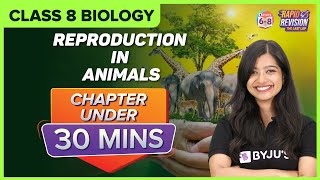 Reproduction in Animals  Full Chapter Revision under 30 mins  Class 8 Science [upl. by Augustina]