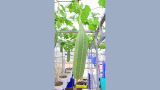 Growing angled luffa in container at home [upl. by Ahsilef689]