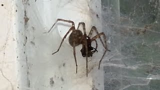 Basement Spiders  Tegenaria domestica [upl. by Baten]