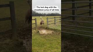 DOGS jump over puddle at farm [upl. by Arev996]