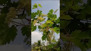 Grape vine on terrace 23 october 2024 [upl. by Zaneta874]