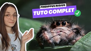 Tu vas avoir envie dadopter CETTE ARAIGNÉE  tuto Phidippus regius [upl. by Gault]