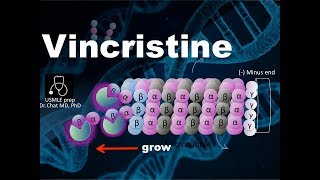 Vincristine Vinblastine Mechanism of action ⑥ [upl. by Irish]