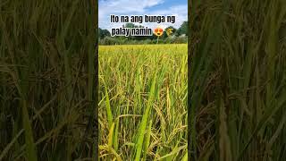 Wow Ang daming bunga 😍🙏 farmvlogger farming farmlife farm fypシ゚viral viralvideo [upl. by Ball]