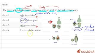 The ovary which is unilocular with placentae present on the walls represents [upl. by Konopka]