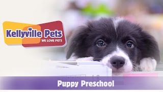 Kellyville Pets  Puppy Preschool [upl. by Odlanor]