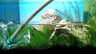 WATERCHANGE Aquascape  Aquascaping [upl. by Marian794]