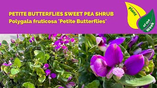 Petite Butterflies Sweet Pea Shrub  Polygala fruticosa Petite Butterflies [upl. by Haidebej]