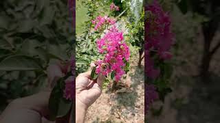 lagerstroemia indica Flowers youtube trending easygardeningwithme gardeing [upl. by Ynavoeg208]