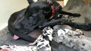 12 Great dane puppies [upl. by Orman86]