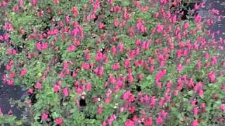 Salvia Microphylla Berzerkley  Autumn Sage [upl. by Celesta]