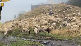 Les moutons à Notre Dame de la Salette 177 ans apparition [upl. by Esbensen877]