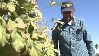 Urban farm behind North Las Vegas church providing fresh produce for community [upl. by Smiga]