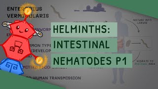 Helminths Intestinal Nematodes Part 1 features clinical importance diagnosis treatment [upl. by Brunell]