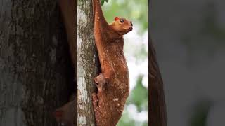 The Sunda colugo also known as the Sunda flying lemur is an amazing creature native Asia [upl. by Ueihttam894]