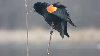 Redwinged Blackbird Displaying [upl. by Canada]