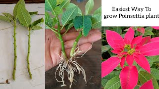 How to grow Poinsettia Plant  Poinsettia Cuttings Propagation in easiest way [upl. by Weide732]