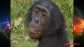 Amazing Bonobo Mating Like Human  best amazing bonobo mating like human beings [upl. by Rennie873]