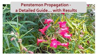 Penstemon Propagation a Detailed Guide  With Results [upl. by Ssidnak]