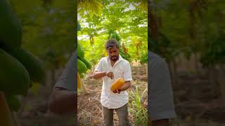 Harvesting papaya music Papaya baliraja fruit Viral ￼ video green yellowPapaya Export [upl. by Oigolue621]