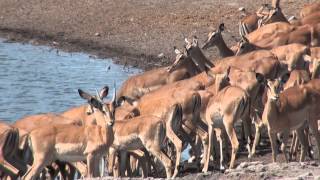 impala near Etoshas waterhole [upl. by Aihtenak]