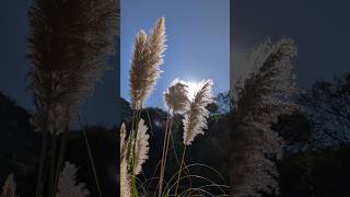 Pampas grass [upl. by Maddeu]