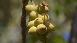 🌲 Juglans mandshurica  鬼胡桃（オニグルミ） Japanese walnut [upl. by Nosyarg941]