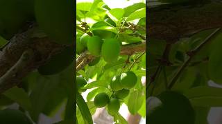 PLUM GROWTH STAGES IN HIMACHAL PRADESH plumtreeediblefruitindia [upl. by Hildegarde]