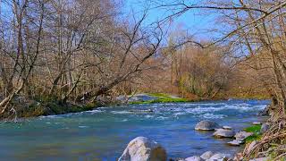 8 hours Wild Nature 4K Video River water sounds Birdsong Forest ASMR Relax Sleep Reading Meditation [upl. by Aker]