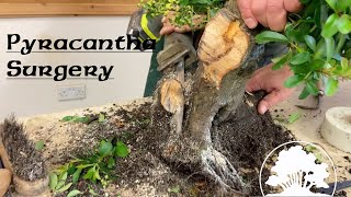 Pyracantha Surgery  Greenwood Bonsai [upl. by Adin]