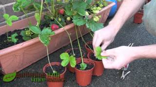 Planting Strawberry Runners Propagating Strawberries the easy way [upl. by Rennug]