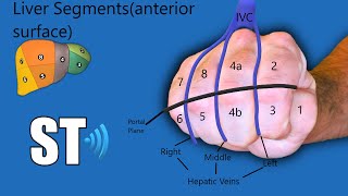 Liver Segments Ultrasound Couinauds Anatomy [upl. by Annil]