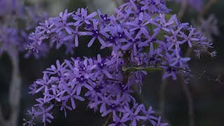 How to grow Petrea volubilisনীলমণি লতা Sandpaper vine successfully  In love with soil 😀 [upl. by Ahsonek]