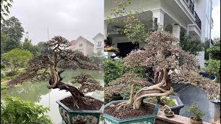 The Desmodium Bonsai Viet Nam Linh Sam [upl. by Ferrigno915]