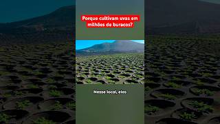 PORQUE CULTIVAM UVAS EM MILHÕES DE BURACOS [upl. by Sloane]