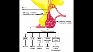 Adenohypophyseal hormones Trophic hormones [upl. by Kroo]